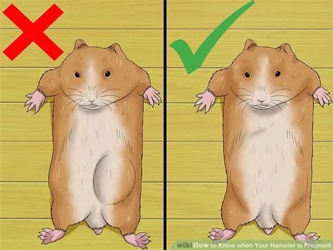 hamster nipples|How Do You Know If Your Hamster Is Pregnant [10 Signs]